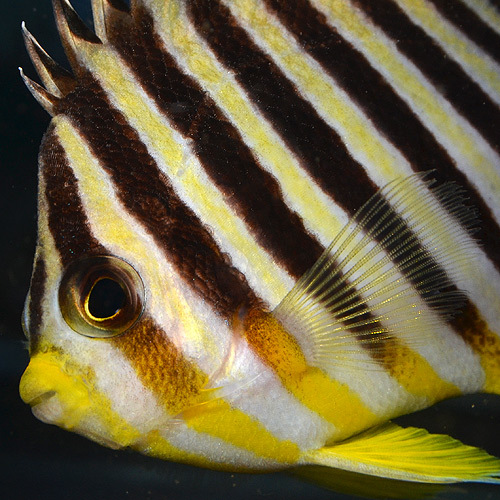 シマヤッコあれこれ・・・・・: 今日のアクアライズ大宮店と熱帯魚ブログ