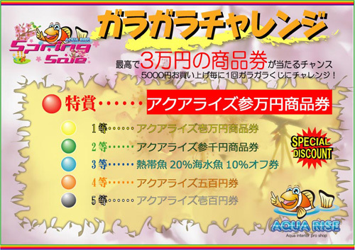 ガラガラ2013spring.jpg