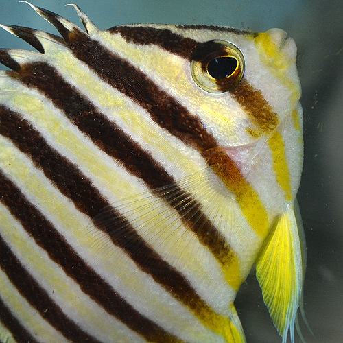 シマヤッコあれこれ・・・・・: 今日のアクアライズ大宮店と熱帯魚ブログ