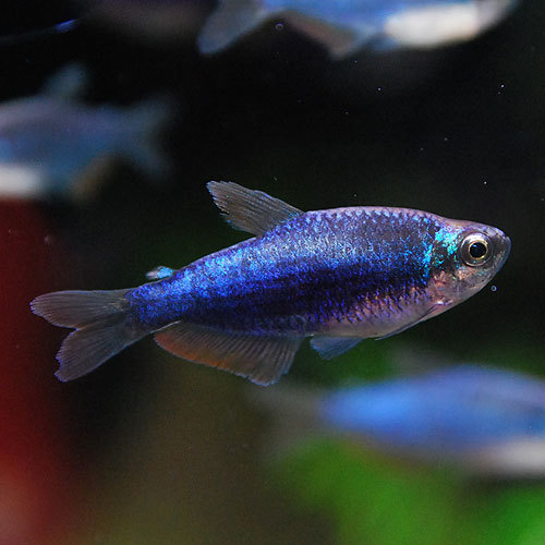 紫の熱帯魚: 今日のアクアライズ大宮店と熱帯魚ブログ