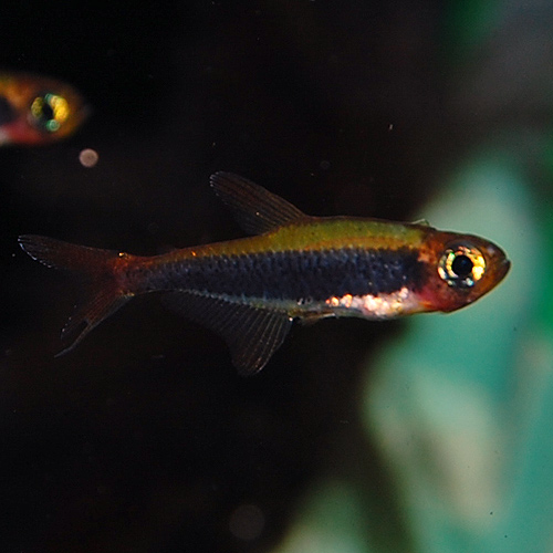 かつて幻の熱帯魚 今日のアクアライズ大宮店と熱帯魚ブログ