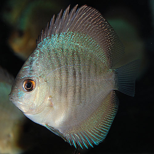 王様と暮らす 今日のアクアライズ大宮店と熱帯魚ブログ