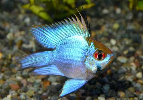 DSC_1117a.jpg