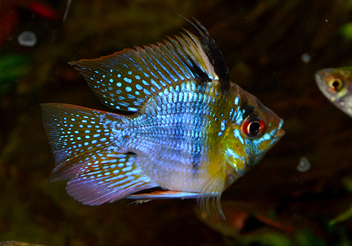 DSC_1118a.jpg