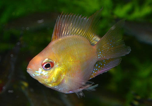 DSC_1120a.jpg