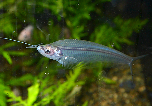DSC_1133a.jpg