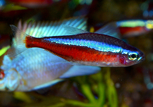 DSC_1137a.jpg