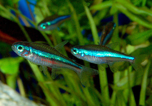 DSC_3734aa.jpg