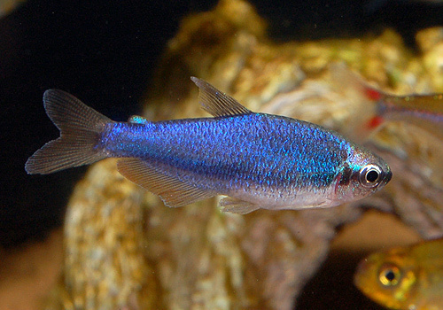 DSC_4468aa.jpg