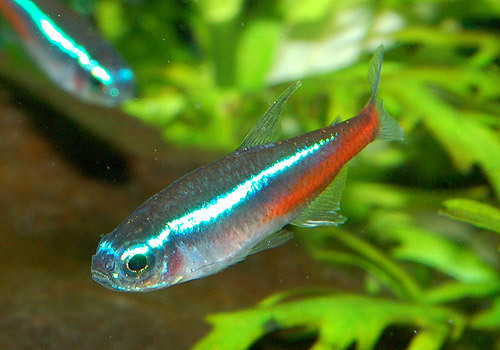 DSC_4960a.jpg