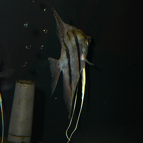DSC_5221.jpg