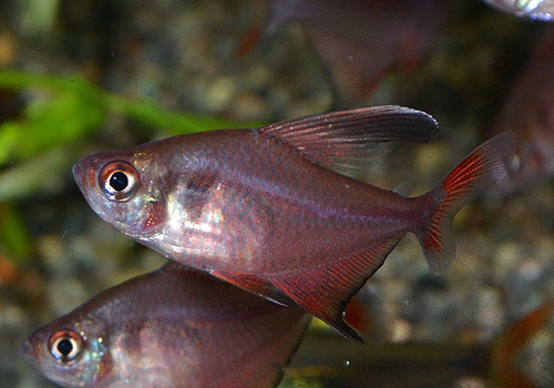 DSC_5229.jpg