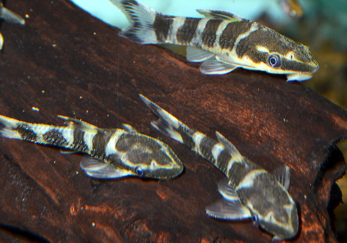 DSC_6259aa.jpg