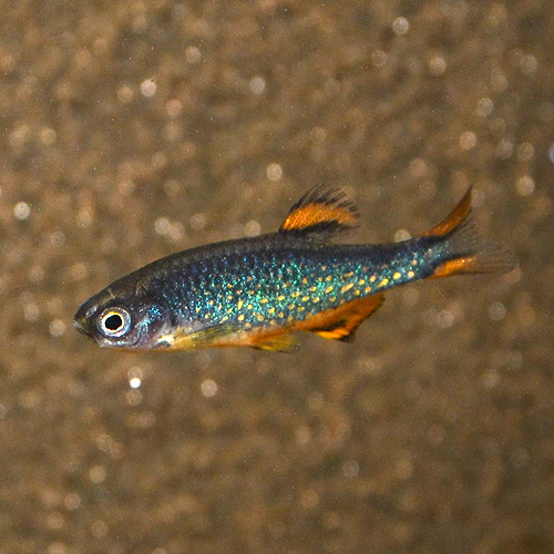 1月とあの人がラスト・・・・そして綺麗になったこの熱帯魚達！: 今日