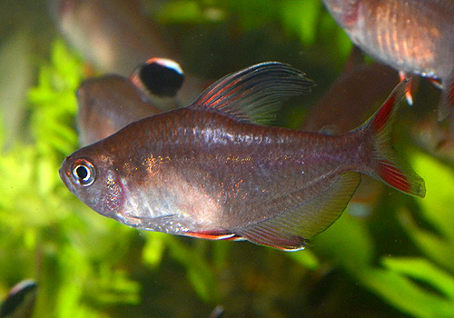 混泳相手に人気のテトラ達 今日のアクアライズ大宮店と熱帯魚ブログ