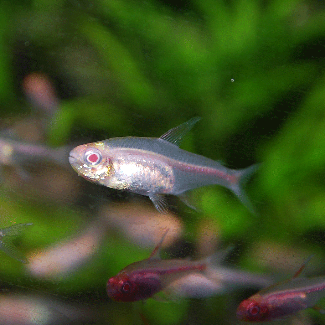 お魚紹介パート13 今日のアクアライズ大宮店と熱帯魚ブログ