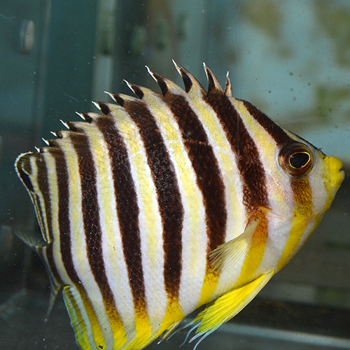 シマヤッコあれこれ・・・・・: 今日のアクアライズ大宮店と熱帯魚ブログ