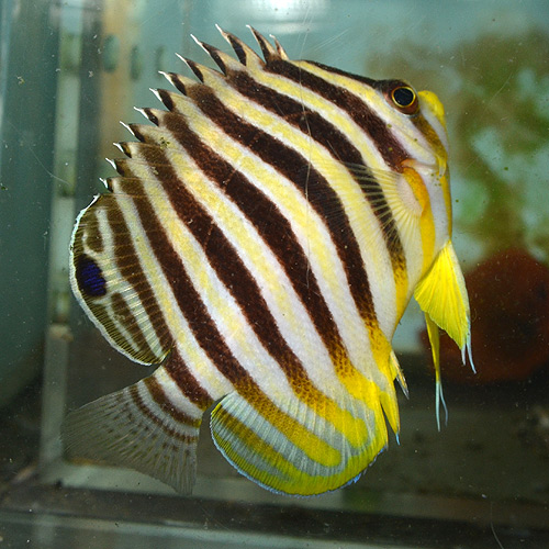 シマヤッコあれこれ・・・・・: 今日のアクアライズ大宮店と熱帯魚ブログ